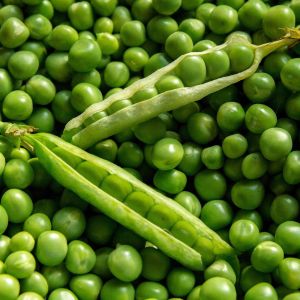 Pisello Mezza Rama Utrillo | ‎ Bestprato by Hortus