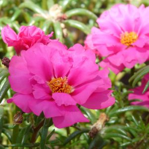 Semi di Portulaca (Portulaca grandiflora)