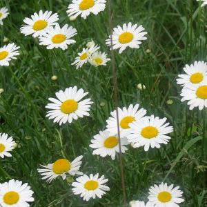 Semi prato di margherite Bestprato