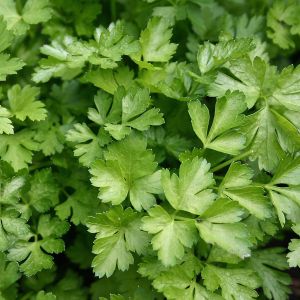 Prezzemolo Gigante d'Italia | ‎ Bestprato by Hortus