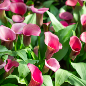 Bulbi di Calla Rehmannii