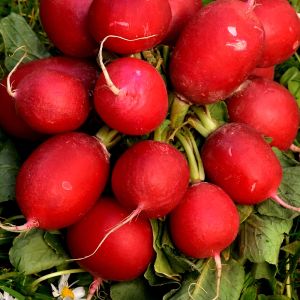 Ravanello Ciliegia | ‎ Bestprato by Hortus