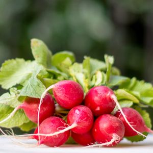 Ravanello Saxa 2 Biologico | ‎ Bestprato by Hortus