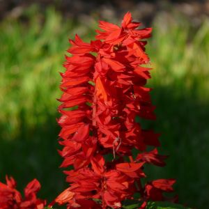 Salvia Splendens Alta | ‎ Bestprato by Hortus