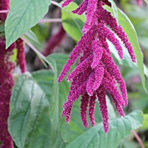 Amaranto | ‎ Bestprato by Hortus