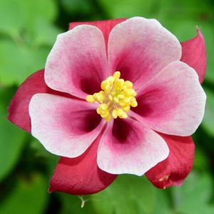 Semi di Aquilegia (Aquilegia caerulea)