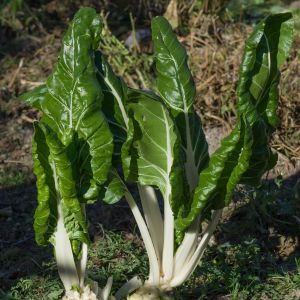 Bietola da Coste Biologica | ‎ Bestprato by Hortus