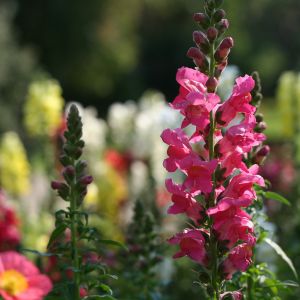 Semi di  Bocca di Leone Nana (Anthirrhinum majus)