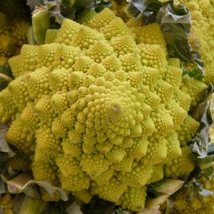 Broccolo Romanesco | ‎ Bestprato by Hortus