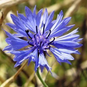 Semi di Centaurea o Fiordaliso Doppio (Centaurea cyanus)