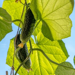 Cetriolo Marketmore Biologico | ‎ Bestprato by Hortus