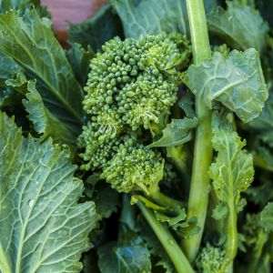 Cima di Rapa Novantina Testa Grossa | ‎ Bestprato by Hortus