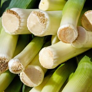 Porro Gigante de Inverno 2 | ‎ Bestprato by Hortus