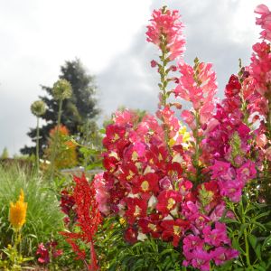 Semi di Bocca di Leone Alta (Antirrhinum majus)
