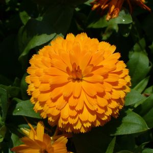 Semi di Calendula Gigante (Calendula officinalis)