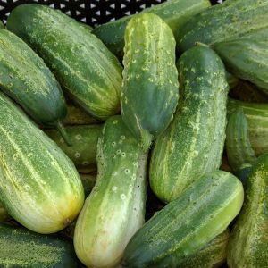 Cetriolino Piccolo Verde di Parigi | ‎ Bestprato by Hortus