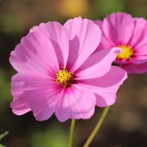 Semi di Cosmea Sensation in Mix (Cosmos bipinnatus)