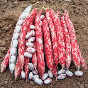 Fagiolo Rampicante Borlotto Lingua di Fuoco 3 Biologico | ‎ Bestprato by Hortus