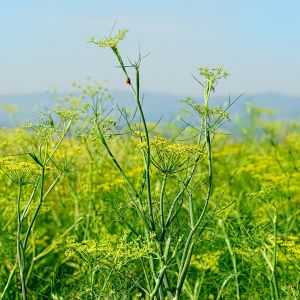 Finocchio Selvatico | ‎ Bestprato by Hortus
