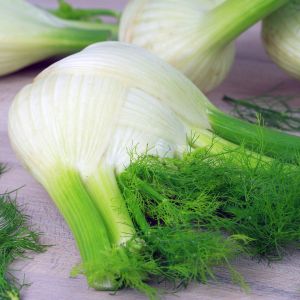 Finocchio Romanesco | ‎ Bestprato by Hortus