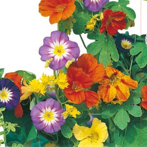 Miscuglio di Fiori Rampicanti | ‎ Bestprato by Hortus