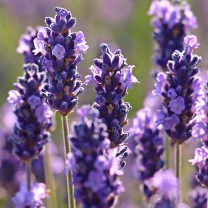 Semi di Lavanda (Lavandula spica)