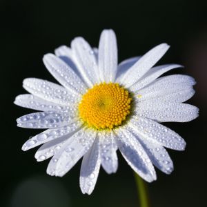 Semi di Margherita da Prato (Bellis Perennis)