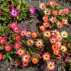 Mesembriantemo | ‎ Bestprato by Hortus