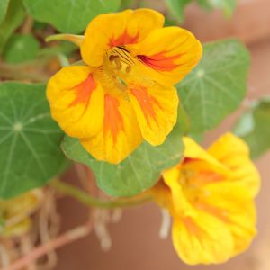 Semi di Nasturzio Rampicante (Tropaeolum majus)
