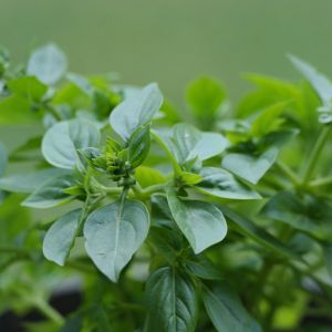 Origano | ‎ Bestprato by Hortus