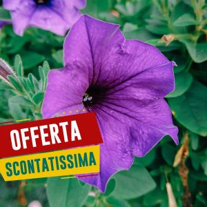 Semi di Petunia Ibrida Grandiflora in Mix (Petunia hybrida)