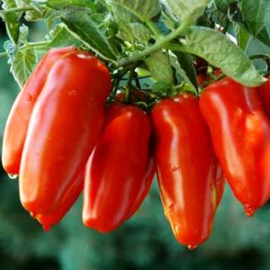 Pomodoro San Marzano 3 | ‎ Bestprato by Hortus