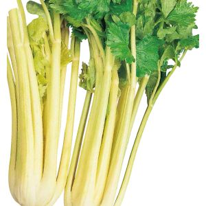 Sedano Dorato d'Asti | ‎ Bestprato by Hortus