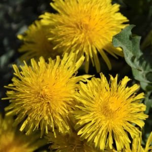 Semi di Tarassaco Dente di Leone (Taraxacum officinale)