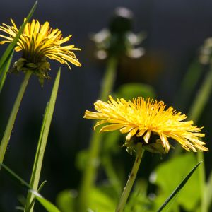 Tarassaco | ‎ Bestprato by Hortus