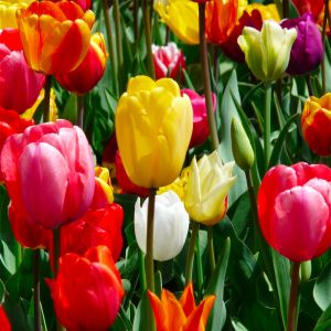 Bulbi di Tulipano Singolo in Mix