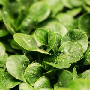 Valeriana d'Olanda a Seme Grosso | ‎ Bestprato by Hortus