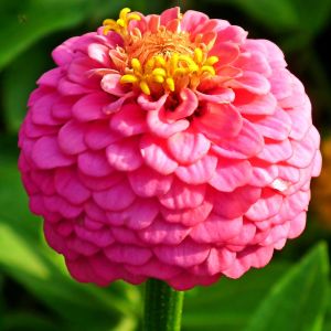 Semi di Zinnia Pompon Lilliput (Zinnia elegans)