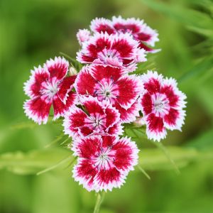 Semi di Garofano dei Poeti (Dianthus barbatus)