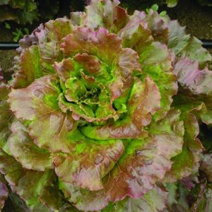 Lattuga Canasta | ‎ Bestprato by Hortus