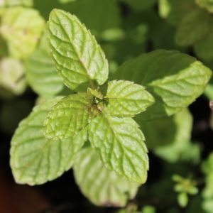 Menta Piperita | ‎ Bestprato by Hortus