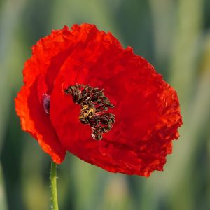 Papavero | ‎ Bestprato by Hortus