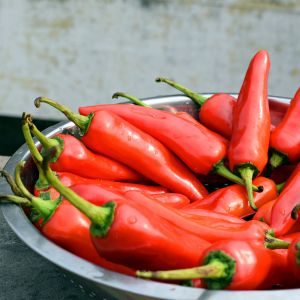 Peperone Corno di Toro Rosso | ‎ Bestprato by Hortus