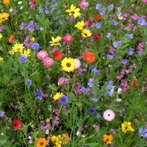 Semi prato fiorito giapponese Zen Bestprato