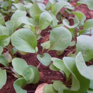 Rucola Coltivata Biologica | ‎ Bestprato by Hortus