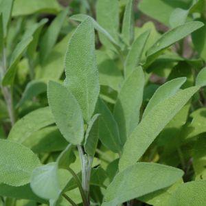 Salvia | ‎ Bestprato by Hortus