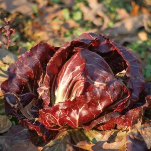 Cicoria Rossa di Verona Precoce | ‎ Bestprato by Hortus