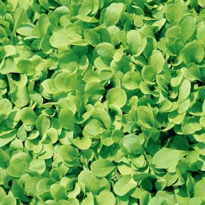 Cicoria Zuccherina di Trieste | ‎ Bestprato by Hortus