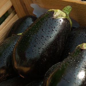 Melanzana Black Beauty | ‎ Bestprato by Hortus