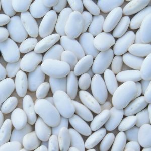 Fagiolo Bronco Nano | ‎ Bestprato by Hortus